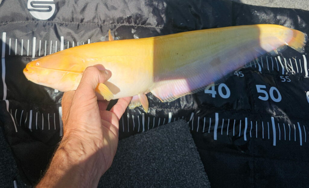 silure-mandarin-satge-Fades